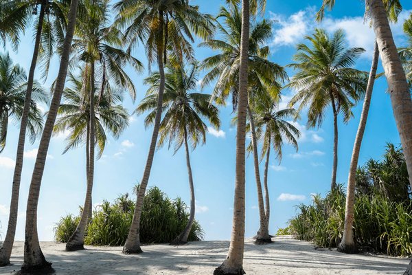 Conduire au Japon : obtenir votre permis traduit simplement